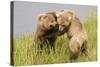 Brown (Grizzly) Bears Play Fighting-Hal Beral-Stretched Canvas