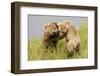 Brown (Grizzly) Bears Play Fighting-Hal Beral-Framed Photographic Print