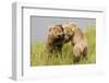 Brown (Grizzly) Bears Play Fighting-Hal Beral-Framed Photographic Print