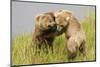 Brown (Grizzly) Bears Play Fighting-Hal Beral-Mounted Photographic Print