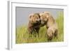 Brown (Grizzly) Bears Play Fighting-Hal Beral-Framed Photographic Print