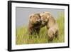 Brown (Grizzly) Bears Play Fighting-Hal Beral-Framed Photographic Print