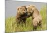 Brown (Grizzly) Bears Play Fighting-Hal Beral-Mounted Photographic Print