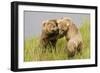 Brown (Grizzly) Bears Play Fighting-Hal Beral-Framed Photographic Print