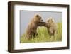 Brown (Grizzly) Bears-Hal Beral-Framed Photographic Print