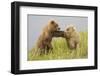 Brown (Grizzly) Bears-Hal Beral-Framed Photographic Print