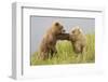 Brown (Grizzly) Bears-Hal Beral-Framed Photographic Print