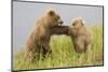 Brown (Grizzly) Bears-Hal Beral-Mounted Photographic Print