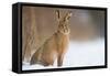 Brown hare adult sitting in a snow covered field, UK-Andrew Parkinson-Framed Stretched Canvas