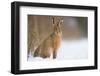 Brown hare adult sitting in a snow covered field, UK-Andrew Parkinson-Framed Photographic Print