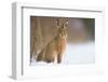 Brown hare adult sitting in a snow covered field, UK-Andrew Parkinson-Framed Photographic Print