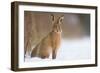 Brown hare adult sitting in a snow covered field, UK-Andrew Parkinson-Framed Photographic Print