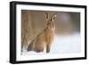 Brown hare adult sitting in a snow covered field, UK-Andrew Parkinson-Framed Photographic Print