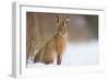 Brown hare adult sitting in a snow covered field, UK-Andrew Parkinson-Framed Photographic Print