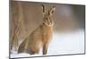 Brown hare adult sitting in a snow covered field, UK-Andrew Parkinson-Mounted Photographic Print