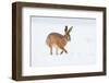 Brown hare adult walking across snowy field, Derbyshire, UK-Andrew Parkinson-Framed Photographic Print