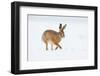 Brown hare adult walking across snowy field, Derbyshire, UK-Andrew Parkinson-Framed Photographic Print
