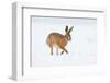 Brown hare adult walking across snowy field, Derbyshire, UK-Andrew Parkinson-Framed Photographic Print