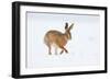 Brown hare adult walking across snowy field, Derbyshire, UK-Andrew Parkinson-Framed Photographic Print