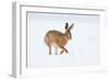 Brown hare adult walking across snowy field, Derbyshire, UK-Andrew Parkinson-Framed Photographic Print