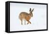 Brown hare adult walking across snowy field, Derbyshire, UK-Andrew Parkinson-Framed Stretched Canvas