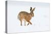 Brown hare adult walking across snowy field, Derbyshire, UK-Andrew Parkinson-Stretched Canvas