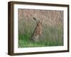 Brown hare feeding on grass, Norfolk, England, UK-Ernie Janes-Framed Photographic Print