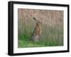 Brown hare feeding on grass, Norfolk, England, UK-Ernie Janes-Framed Photographic Print