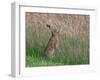 Brown hare feeding on grass, Norfolk, England, UK-Ernie Janes-Framed Photographic Print