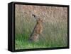 Brown hare feeding on grass, Norfolk, England, UK-Ernie Janes-Framed Stretched Canvas