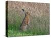 Brown hare feeding on grass, Norfolk, England, UK-Ernie Janes-Stretched Canvas