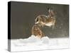 Brown Hare (Lepus Europaeus) Adult Female (Mid-Air) Leaping Out of Her Form in Snow-Andrew Parkinson-Stretched Canvas