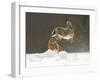 Brown Hare (Lepus Europaeus) Adult Female (Mid-Air) Leaping Out of Her Form in Snow-Andrew Parkinson-Framed Photographic Print