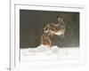 Brown Hare (Lepus Europaeus) Adult Female (Mid-Air) Leaping Out of Her Form in Snow-Andrew Parkinson-Framed Photographic Print