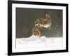 Brown Hare (Lepus Europaeus) Adult Female (Mid-Air) Leaping Out of Her Form in Snow-Andrew Parkinson-Framed Photographic Print