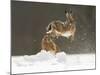 Brown Hare (Lepus Europaeus) Adult Female (Mid-Air) Leaping Out of Her Form in Snow-Andrew Parkinson-Mounted Photographic Print