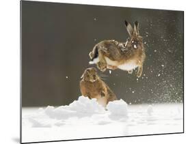 Brown Hare (Lepus Europaeus) Adult Female (Mid-Air) Leaping Out of Her Form in Snow-Andrew Parkinson-Mounted Photographic Print