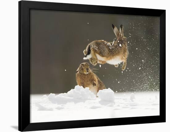 Brown Hare (Lepus Europaeus) Adult Female (Mid-Air) Leaping Out of Her Form in Snow-Andrew Parkinson-Framed Photographic Print