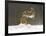 Brown Hare (Lepus Europaeus) Adult Female (Mid-Air) Leaping Out of Her Form in Snow-Andrew Parkinson-Framed Photographic Print