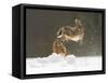 Brown Hare (Lepus Europaeus) Adult Female (Mid-Air) Leaping Out of Her Form in Snow-Andrew Parkinson-Framed Stretched Canvas