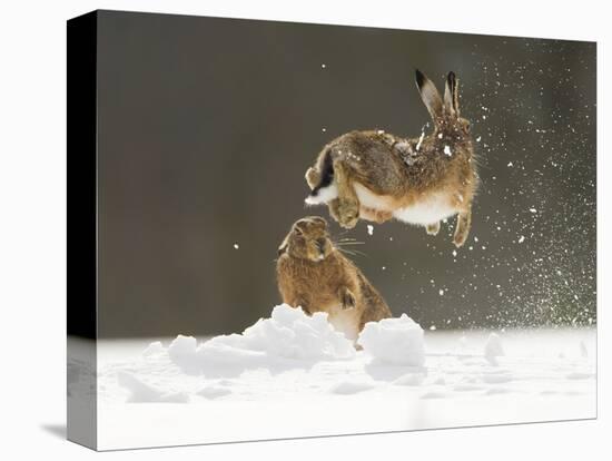 Brown Hare (Lepus Europaeus) Adult Female (Mid-Air) Leaping Out of Her Form in Snow-Andrew Parkinson-Stretched Canvas