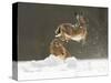 Brown Hare (Lepus Europaeus) Adult Female (Mid-Air) Leaping Out of Her Form in Snow-Andrew Parkinson-Stretched Canvas