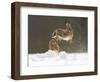 Brown Hare (Lepus Europaeus) Adult Female (Mid-Air) Leaping Out of Her Form in Snow-Andrew Parkinson-Framed Photographic Print