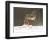 Brown Hare (Lepus Europaeus) Adult Female (Mid-Air) Leaping Out of Her Form in Snow-Andrew Parkinson-Framed Photographic Print