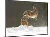 Brown Hare (Lepus Europaeus) Adult Female (Mid-Air) Leaping Out of Her Form in Snow-Andrew Parkinson-Mounted Photographic Print