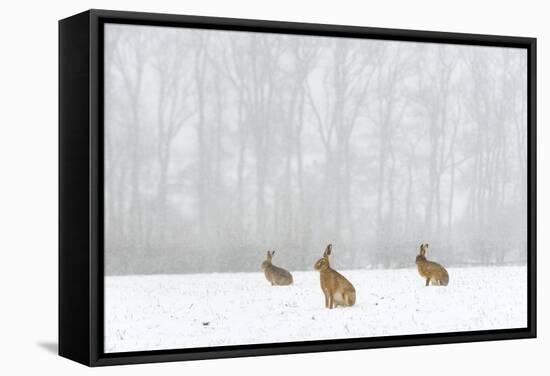 Brown Hare (Lepus Europaeus) Three Adults In Snow Covered Field During A Snow Fall, Derbyshire, UK-Andrew Parkinson-Framed Stretched Canvas