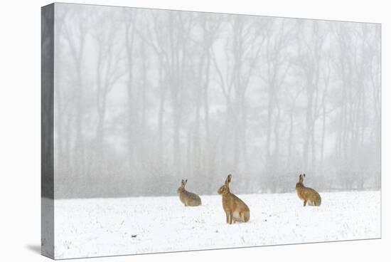 Brown Hare (Lepus Europaeus) Three Adults In Snow Covered Field During A Snow Fall, Derbyshire, UK-Andrew Parkinson-Stretched Canvas