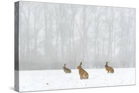 Brown Hare (Lepus Europaeus) Three Adults In Snow Covered Field During A Snow Fall, Derbyshire, UK-Andrew Parkinson-Stretched Canvas