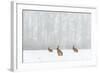 Brown Hare (Lepus Europaeus) Three Adults In Snow Covered Field During A Snow Fall, Derbyshire, UK-Andrew Parkinson-Framed Photographic Print