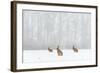 Brown Hare (Lepus Europaeus) Three Adults In Snow Covered Field During A Snow Fall, Derbyshire, UK-Andrew Parkinson-Framed Photographic Print